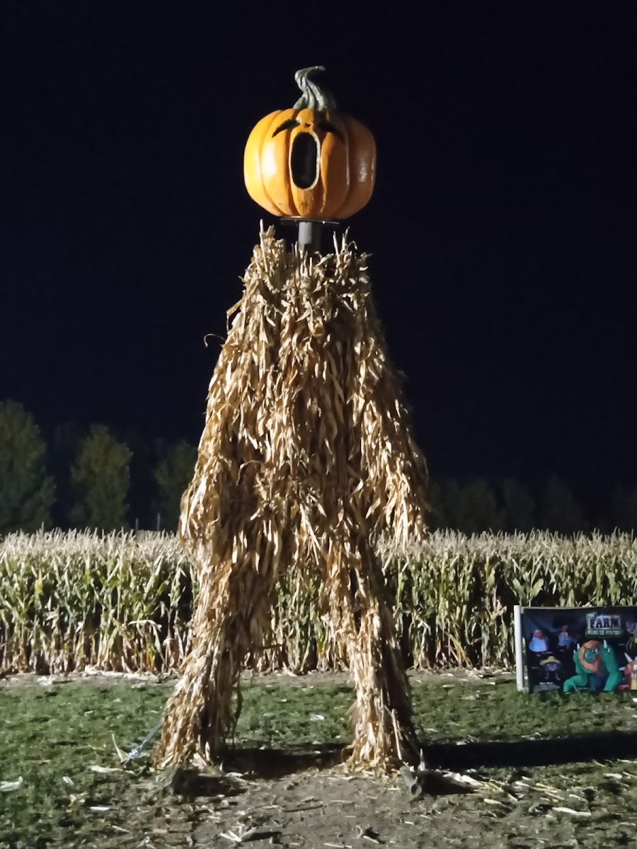 Terror in the Corn