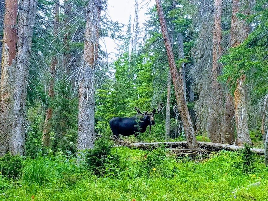 State Forest State Park
