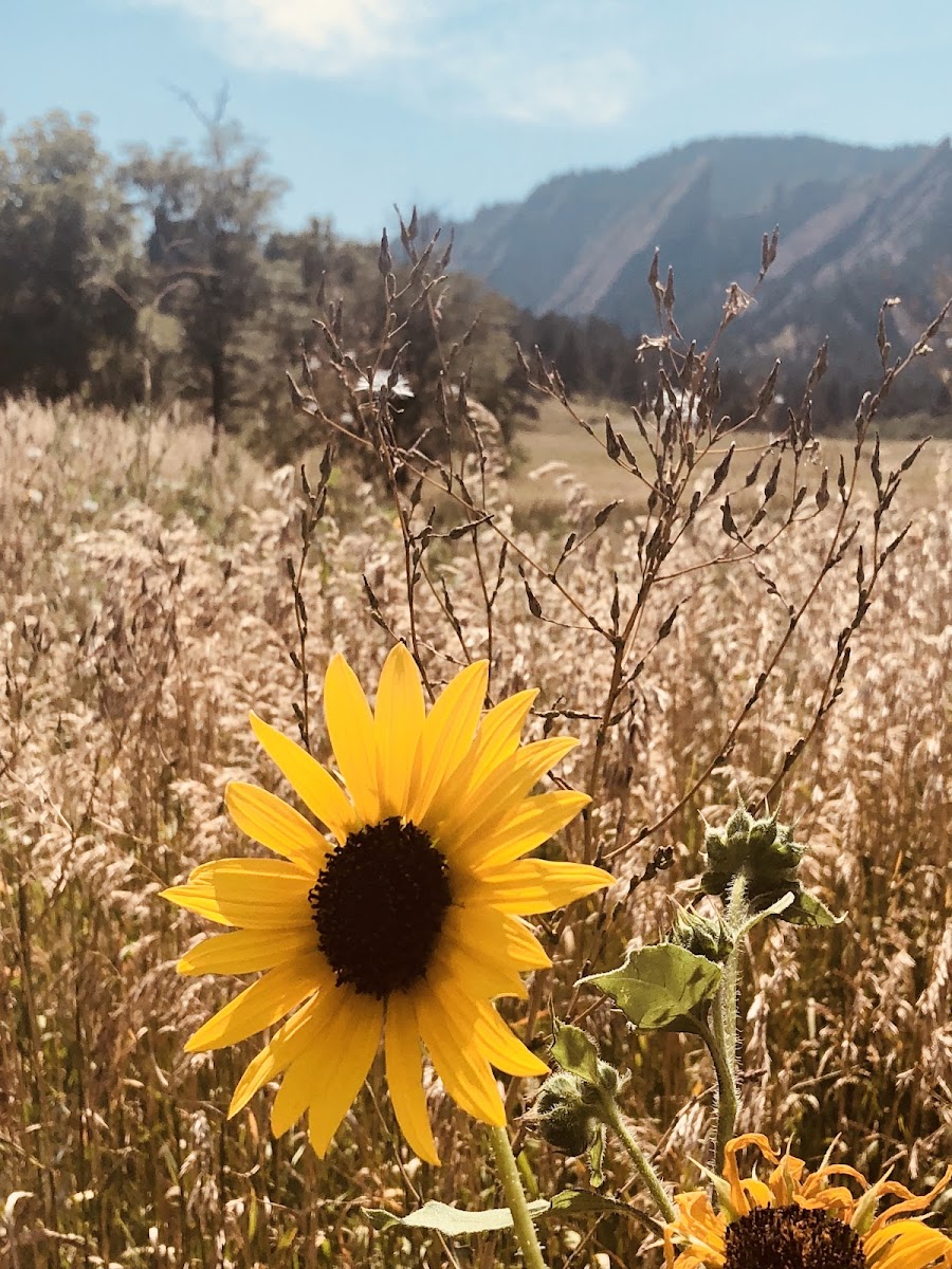 Flatirons Vista