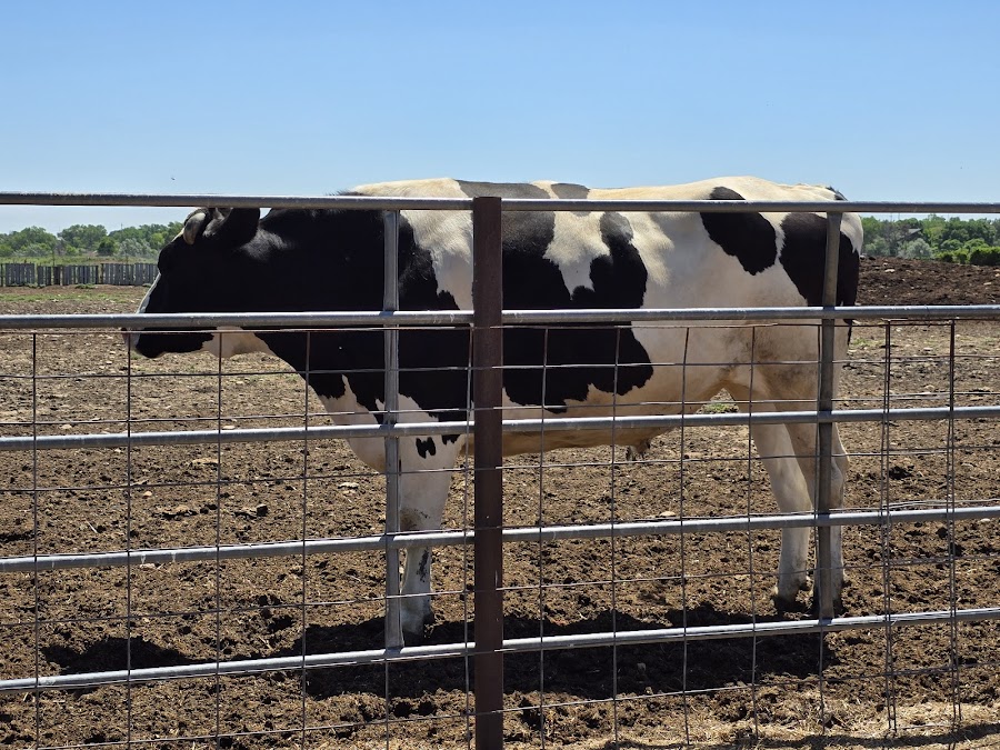 Broken Shovels Farm Sanctuary