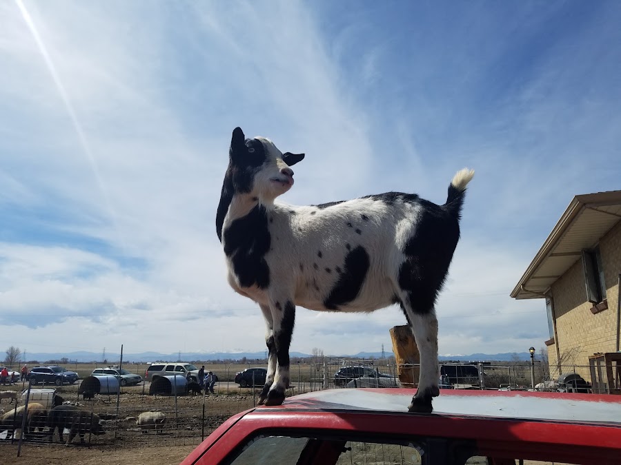 Broken Shovels Farm Sanctuary