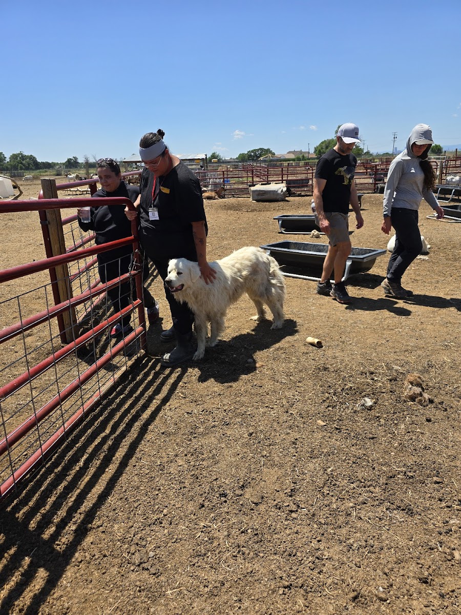 Broken Shovels Farm Sanctuary