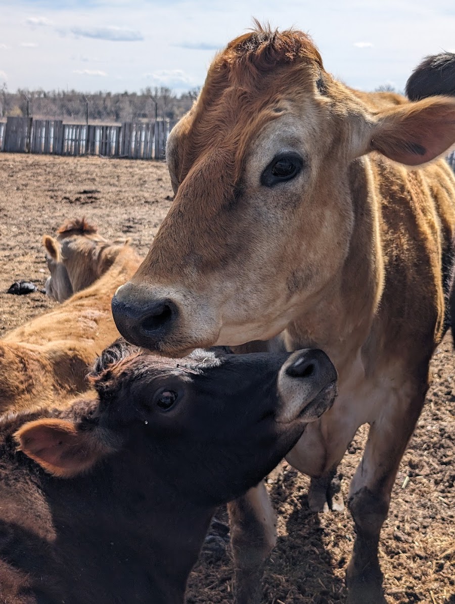 Broken Shovels Farm Sanctuary