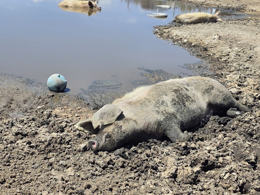 Broken Shovels Farm Sanctuary