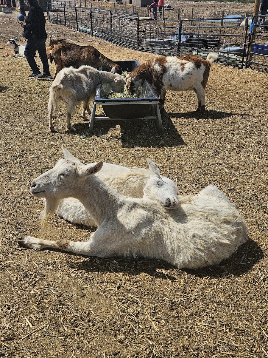 Broken Shovels Farm Sanctuary
