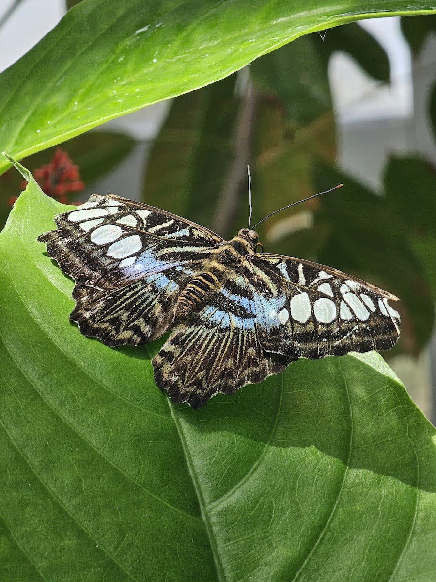 Butterfly Pavilion