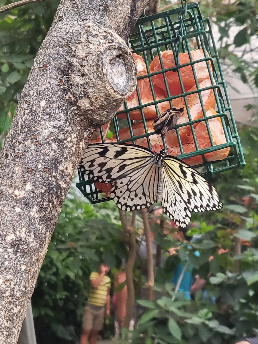 Butterfly Pavilion