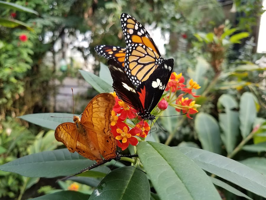 Butterfly Pavilion