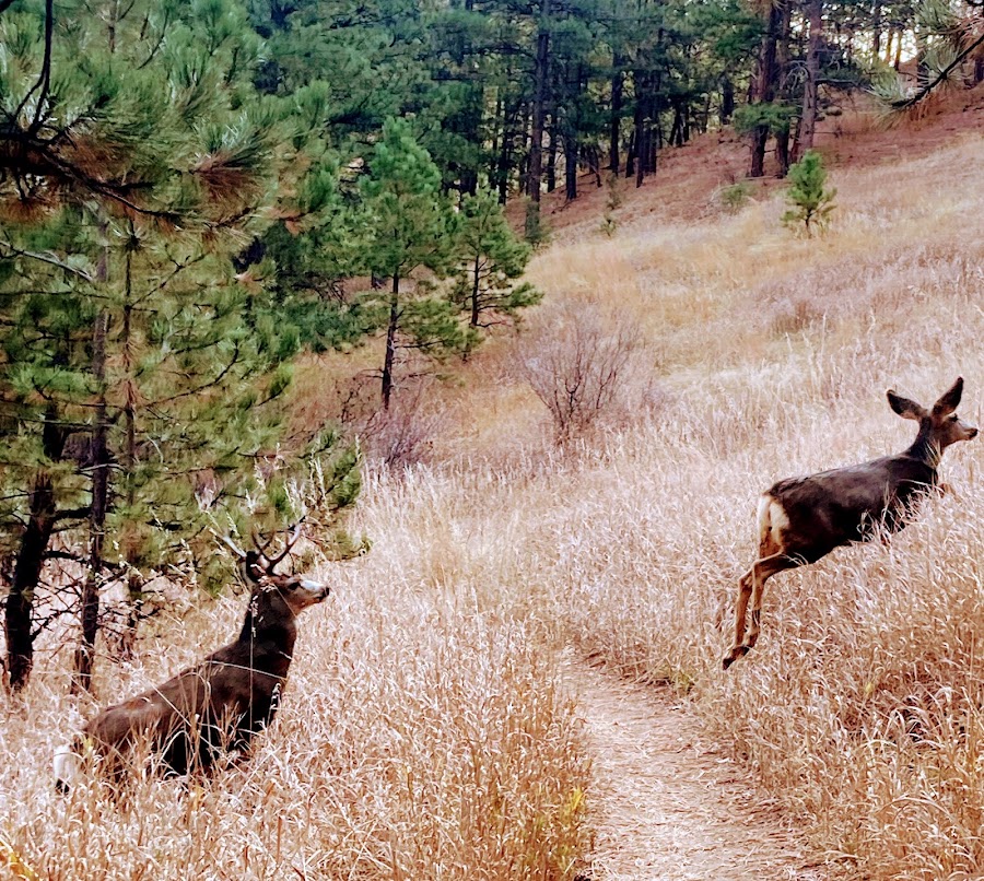 Lions Lair And Sunshine Canyon Trails