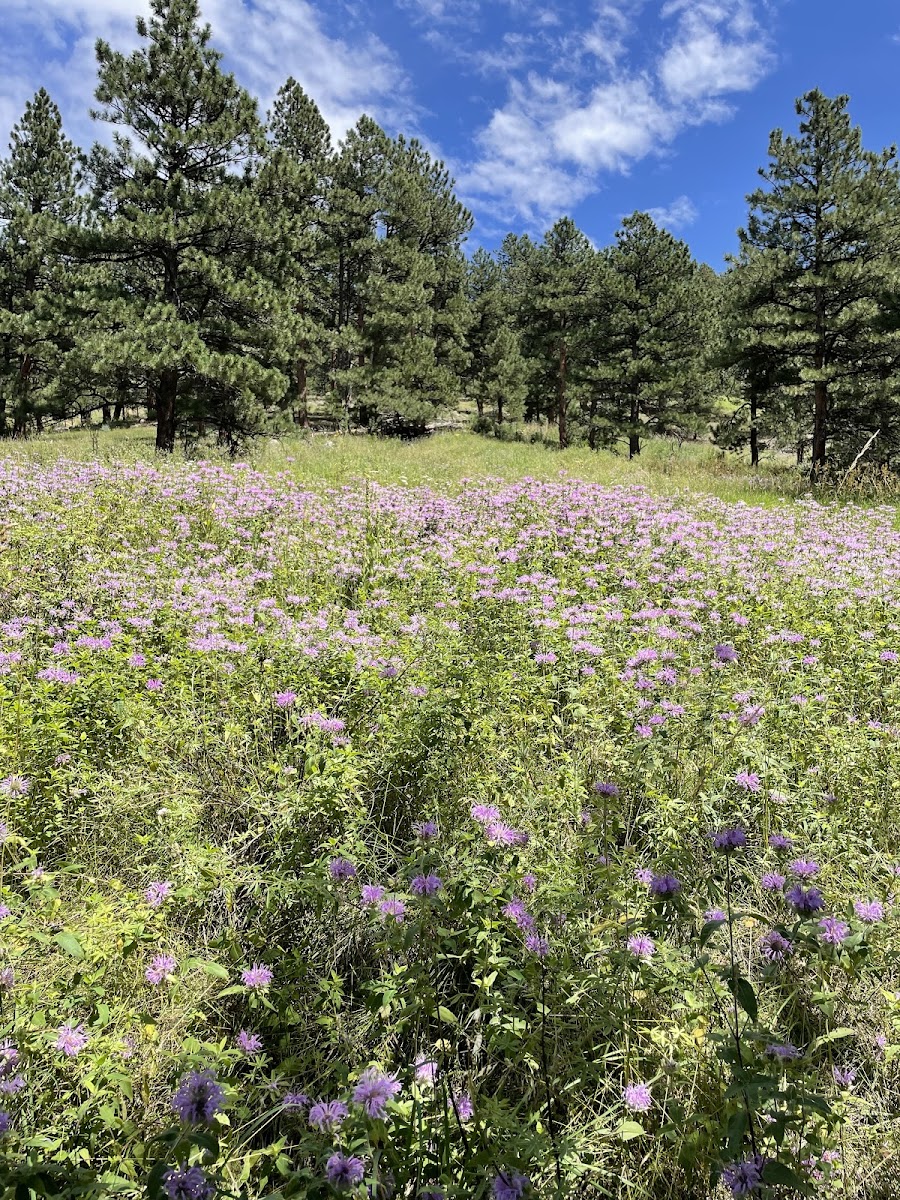 Lions Lair And Sunshine Canyon Trails