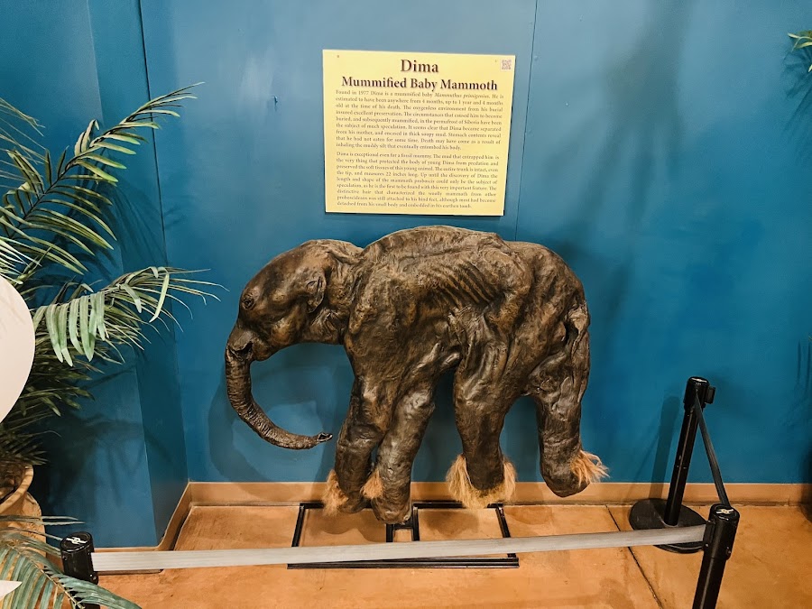 Rocky Mountain Dinosaur Resource Center