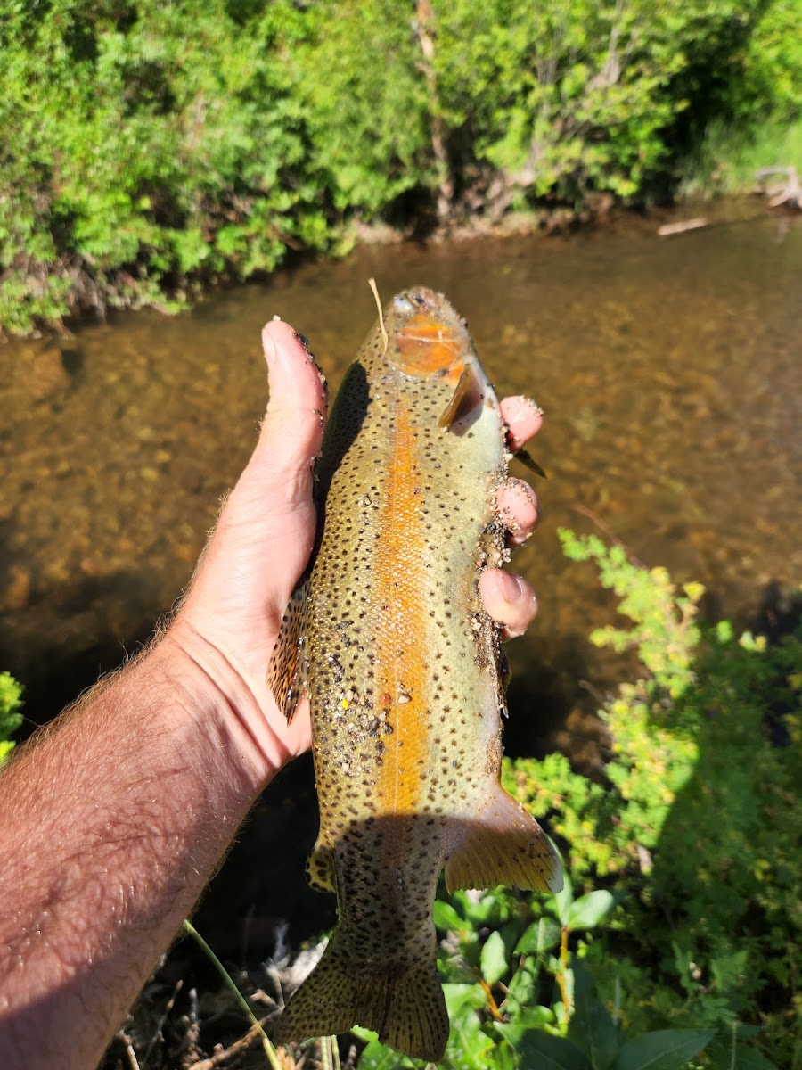 Sylvan Lake State Park