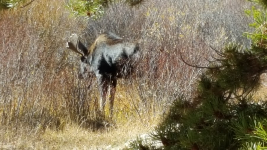 Blair Witch Trailhead