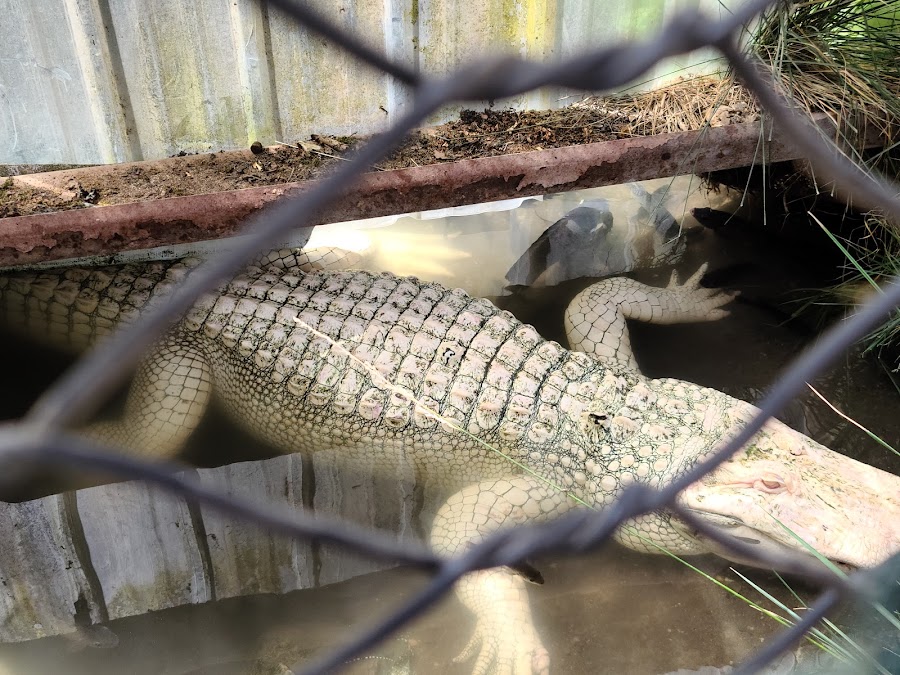 Colorado Gators Reptile Park