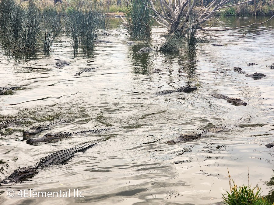 Colorado Gators Reptile Park