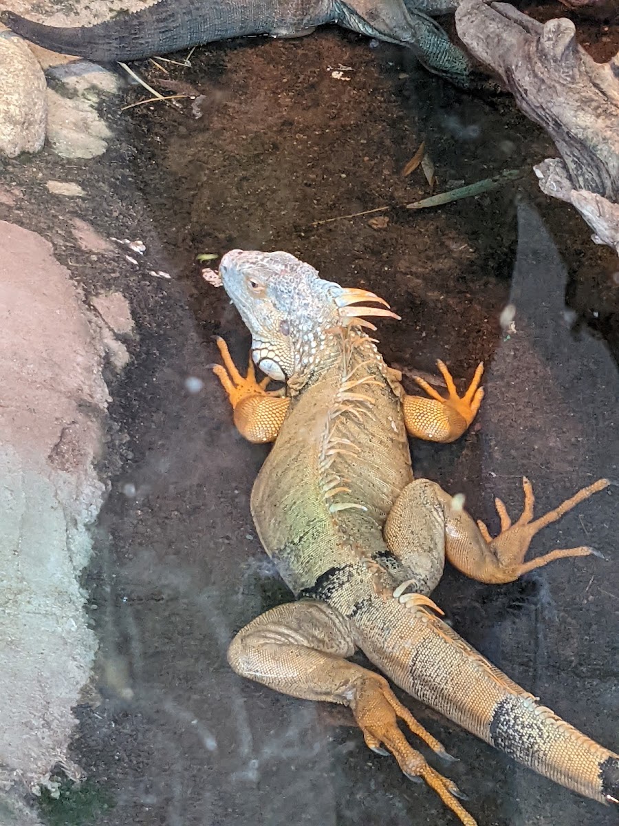 Colorado Gators Reptile Park
