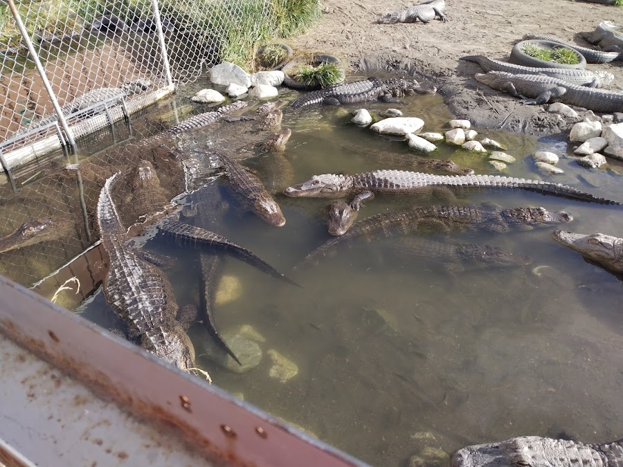 Colorado Gators Reptile Park