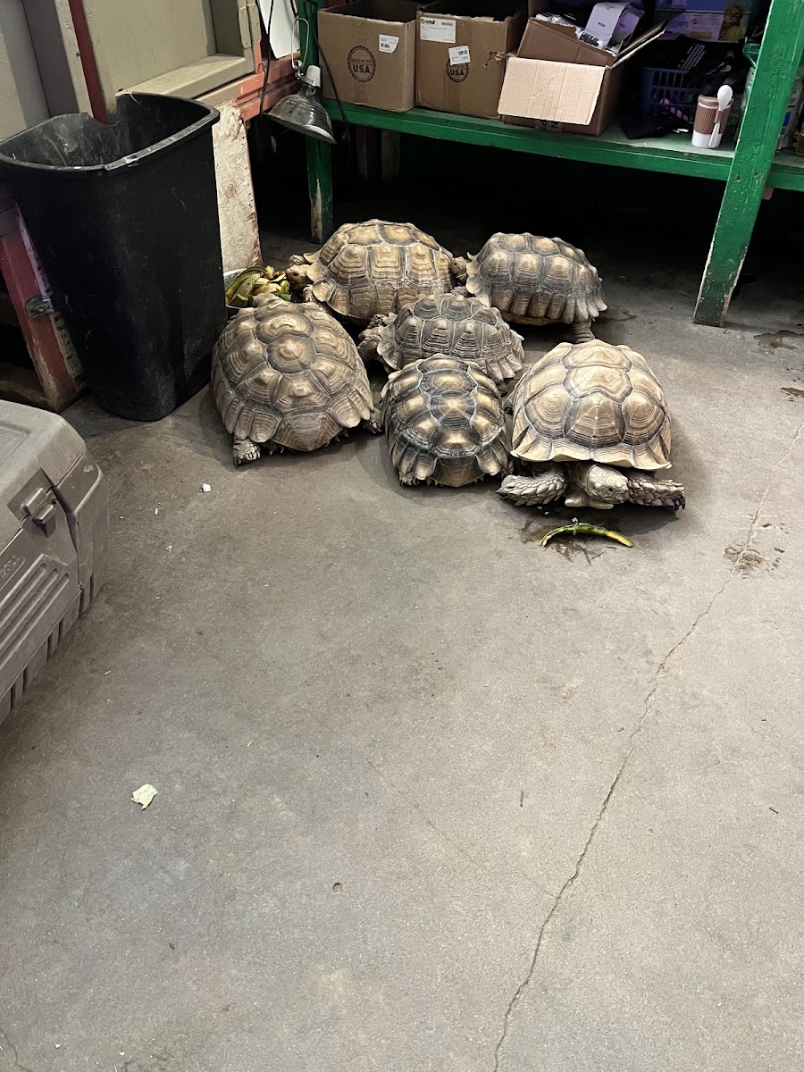 Colorado Gators Reptile Park