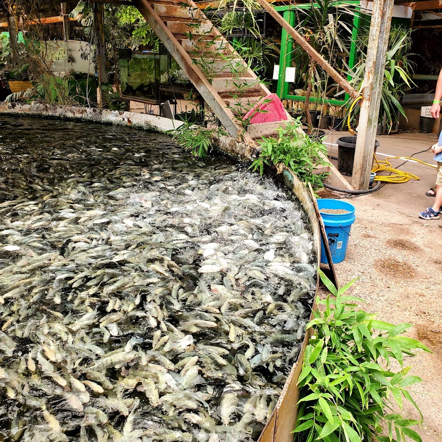 Colorado Gators Reptile Park