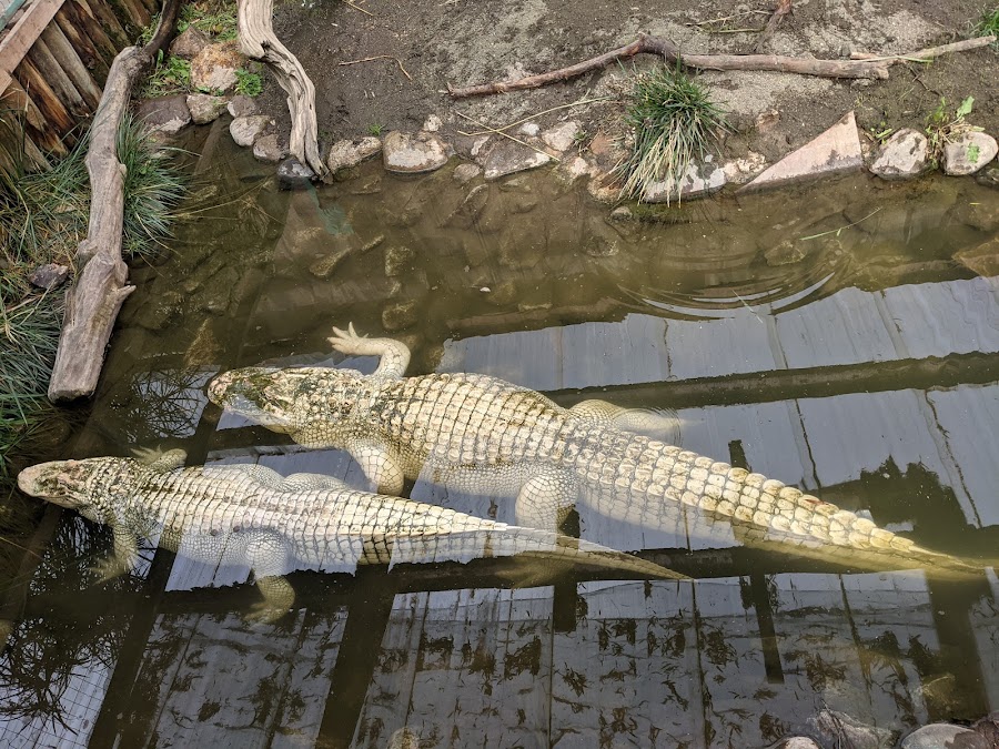 Colorado Gators Reptile Park