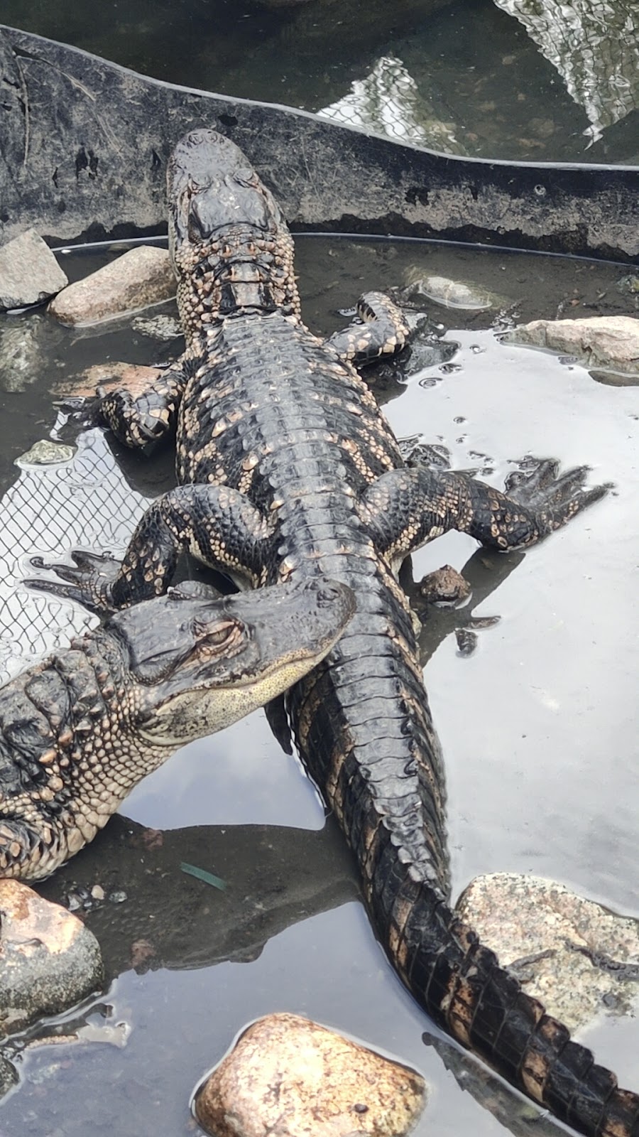 Colorado Gators Reptile Park