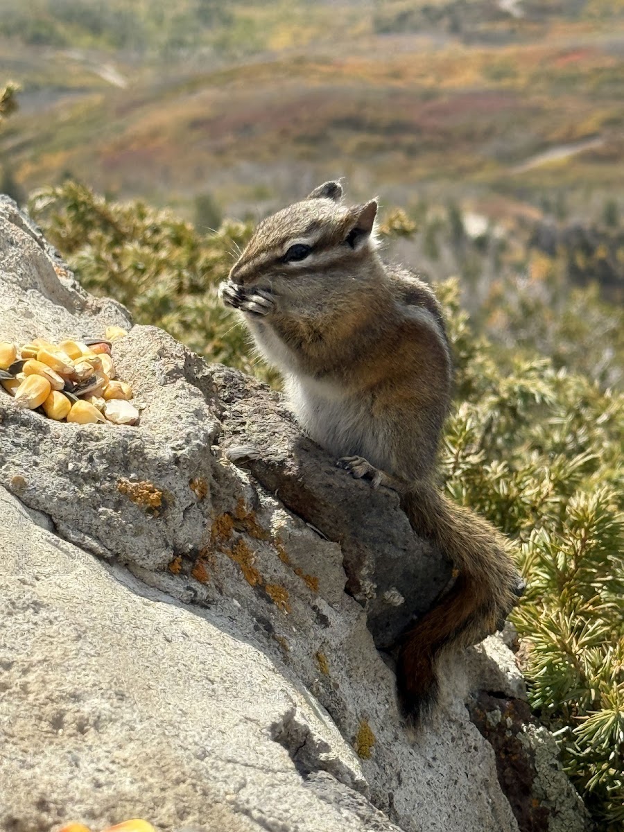 Lands End Observatory