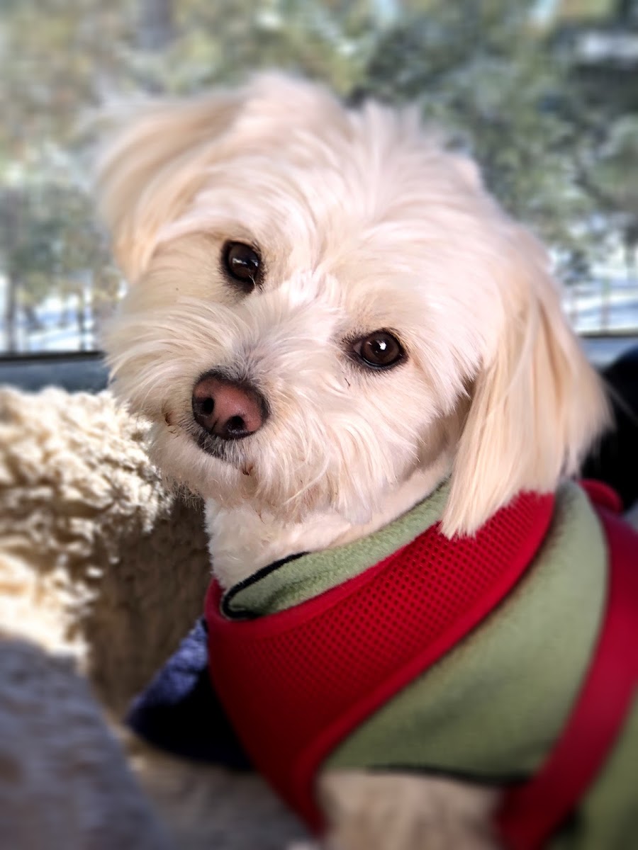 Farfel's Farm & Dog Rescue