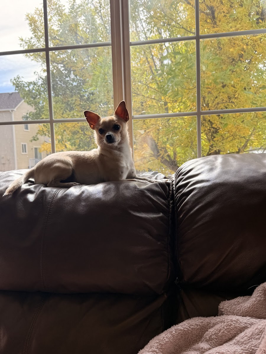 Farfel's Farm & Dog Rescue