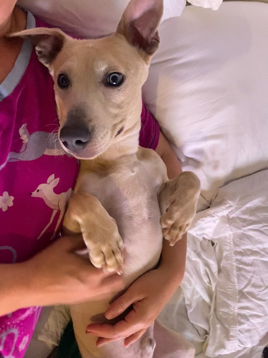 Farfel's Farm & Dog Rescue