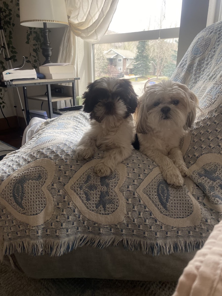 Farfel's Farm & Dog Rescue