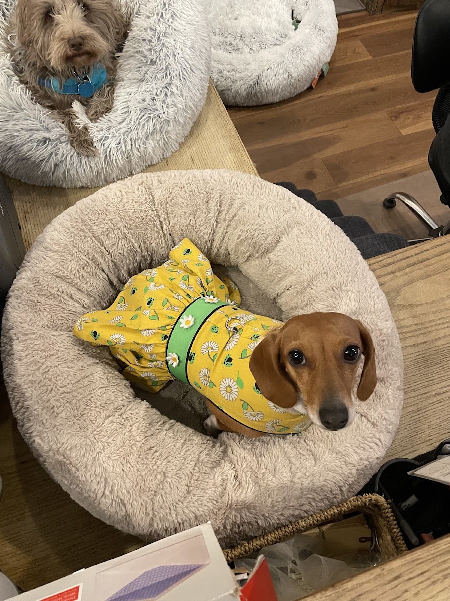 Farfel's Farm & Dog Rescue