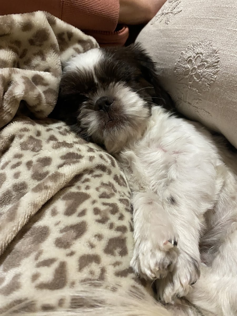 Farfel's Farm & Dog Rescue