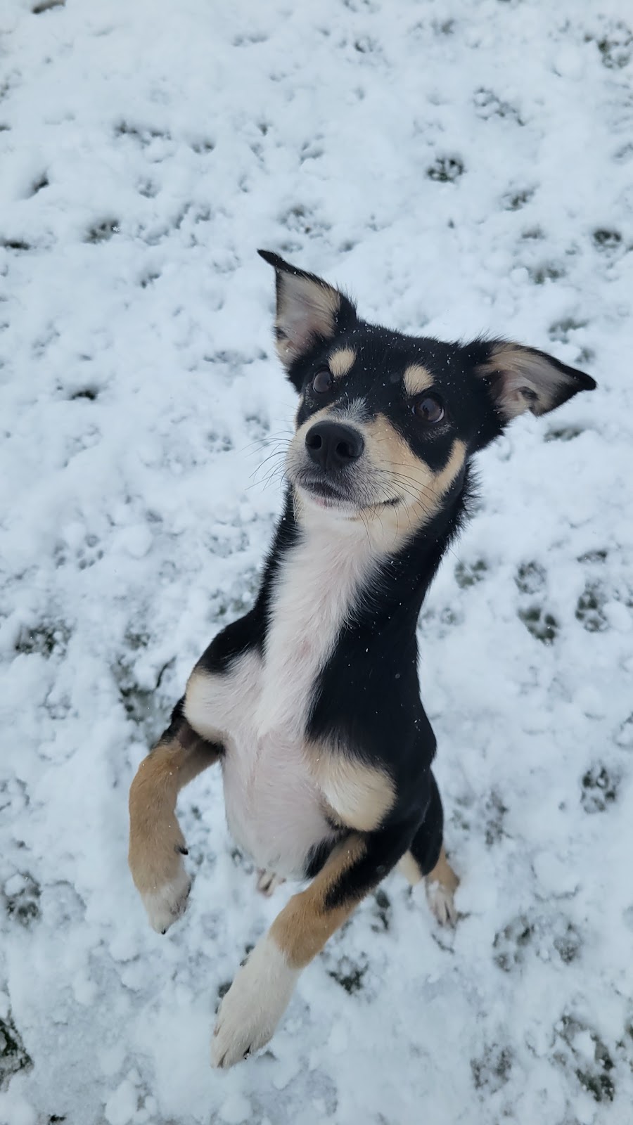 Farfel's Farm & Dog Rescue