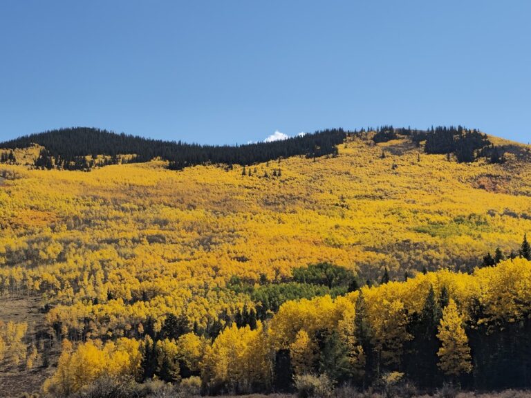 There’s a Colorado Trail Where You Can Walk Through an Endless Sea of Golden Aspens