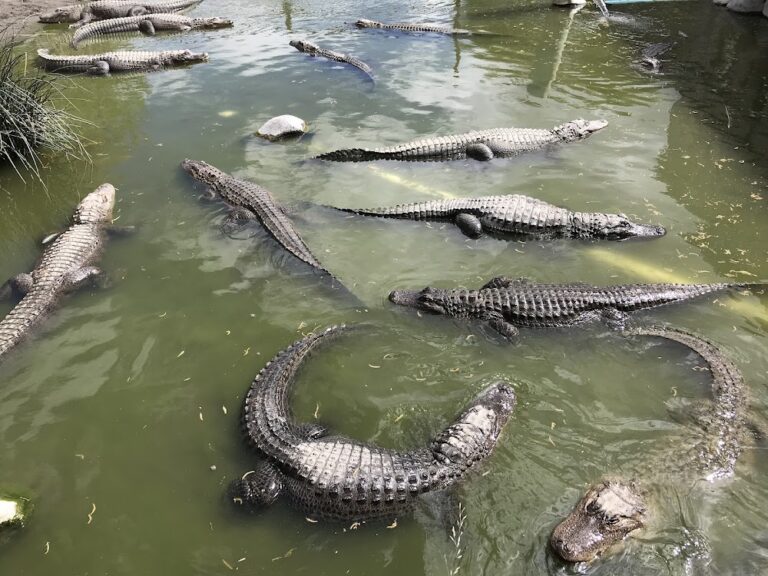 This Unassuming Colorado Farm Is the Last Place You Would Expect to Find Alligators