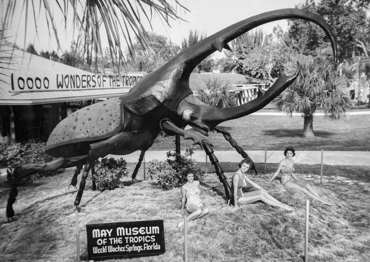Herkimer, the world's largest beetle