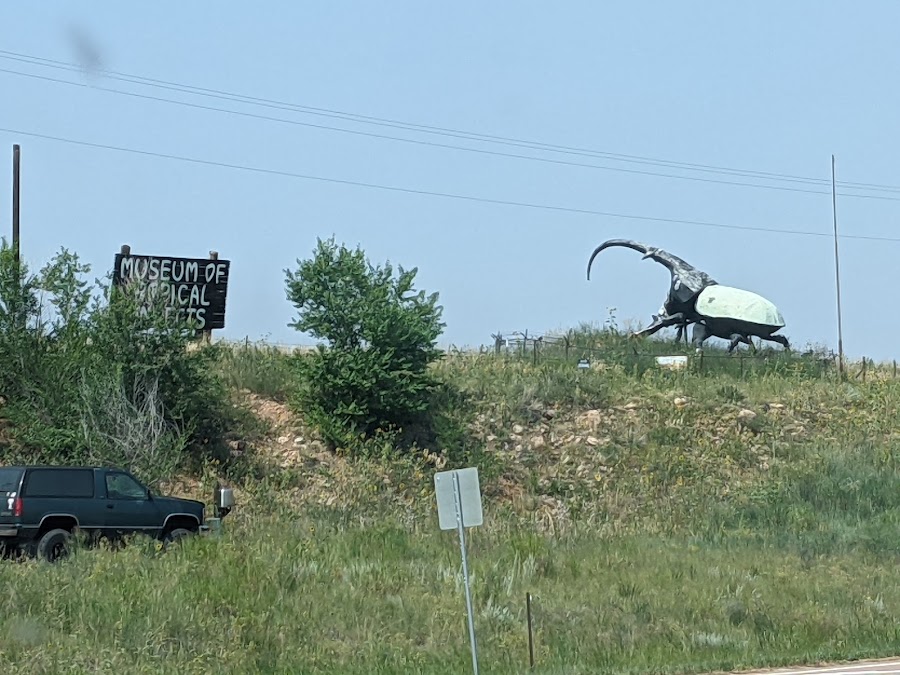 Herkimer, the world's largest beetle