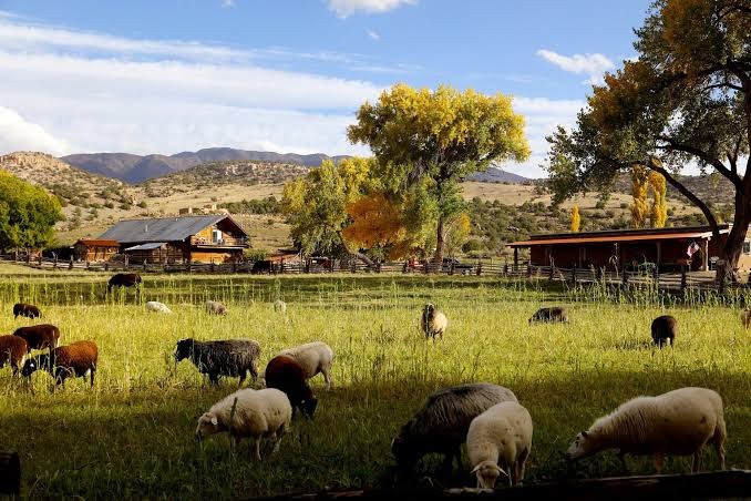 Canyon of the Ancients Guest Ranch