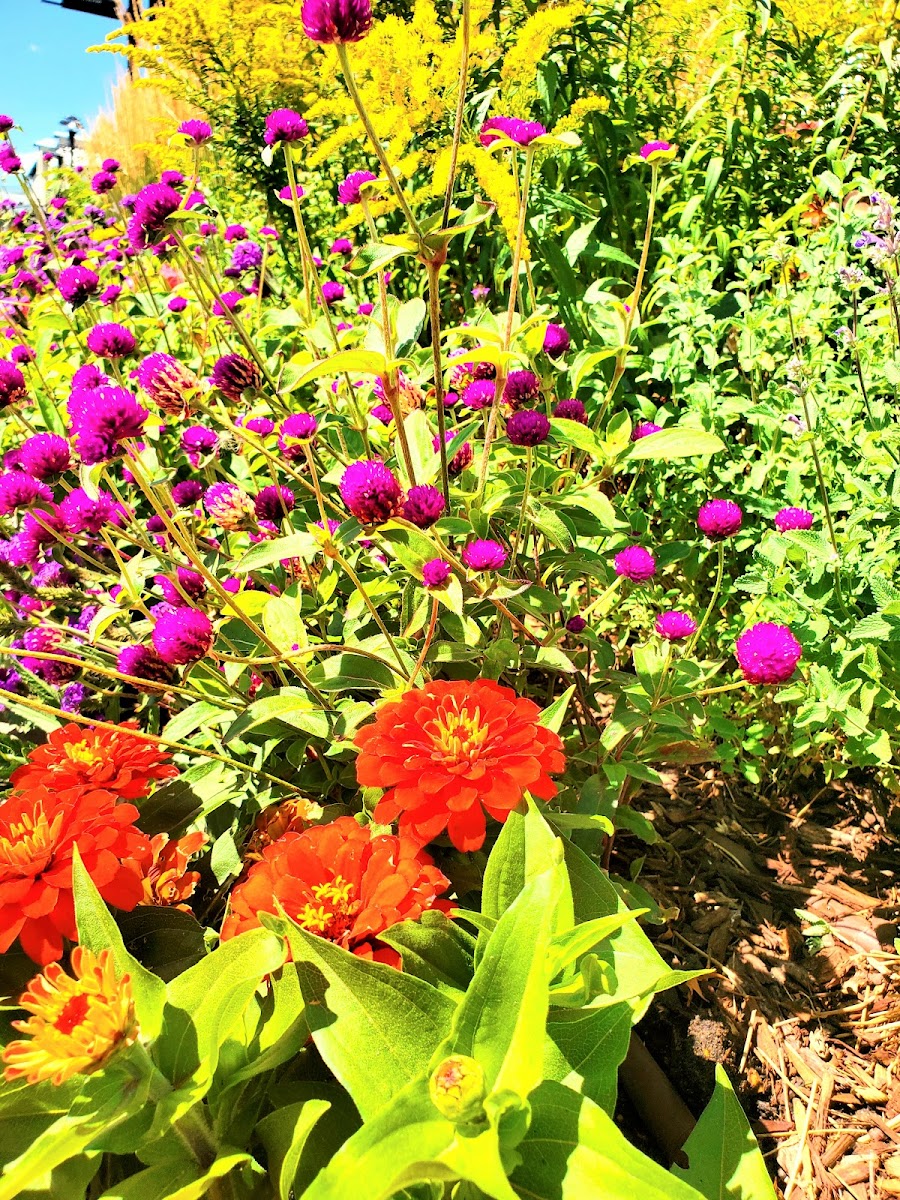 A Paris Street Market at Aspen Grove