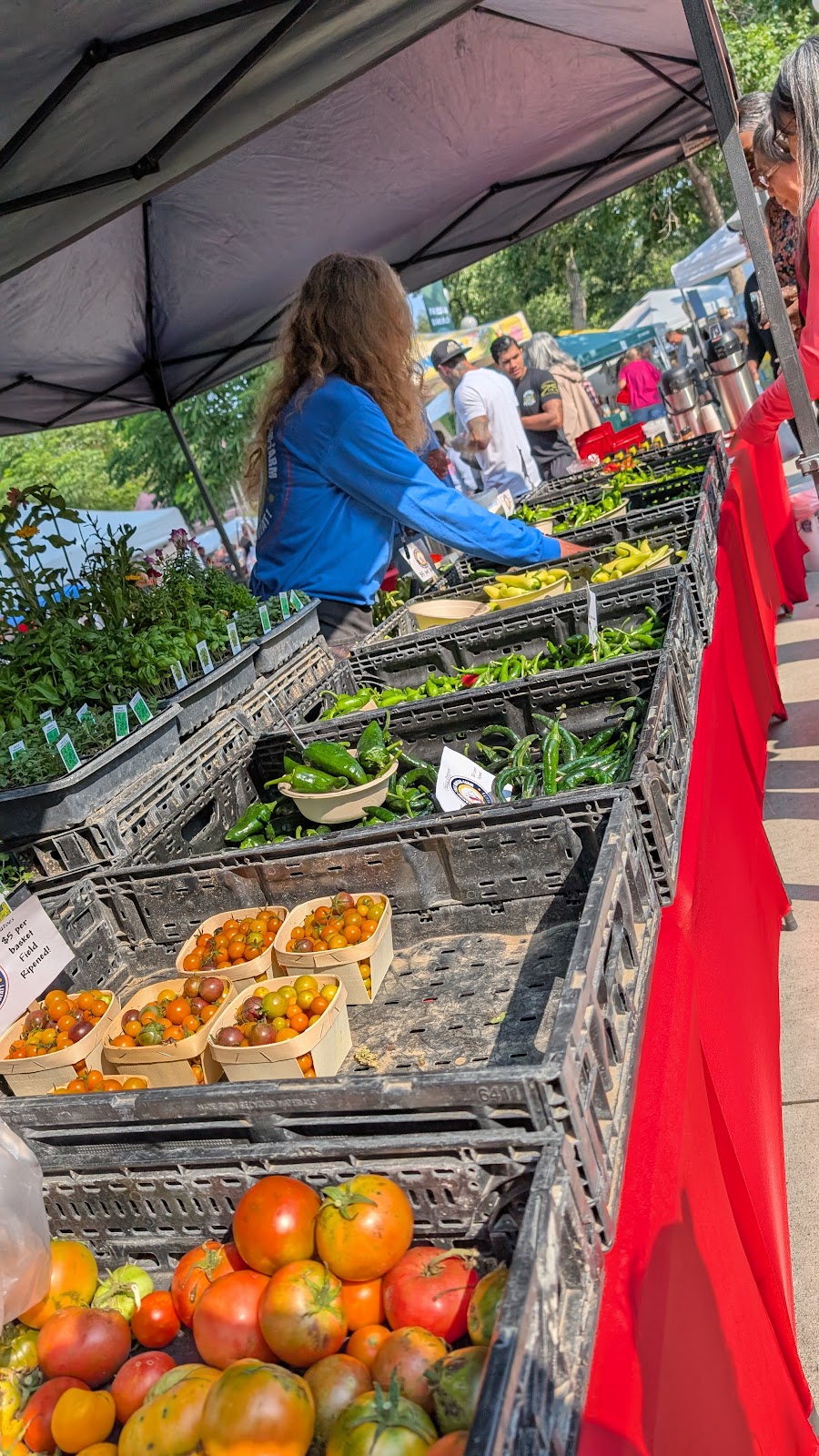 Colorado City Farmers Market sunday